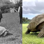 Jonathan, la tortuga gigante, con 190 años, es el animal terrestre más antiguo del planeta. | Noticias de Buenaventura, Colombia y el Mundo