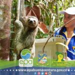 Epa Buenaventura liberación de especies a su hábitad natural | Noticias de Buenaventura, Colombia y el Mundo