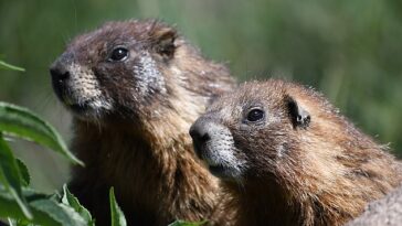 Muestras de sangre tomadas de marmotas de vientre amarillo en Colorado encontraron que los animales prácticamente detienen el proceso de envejecimiento mientras hibernan, y se cree que es el secreto de su larga vida.