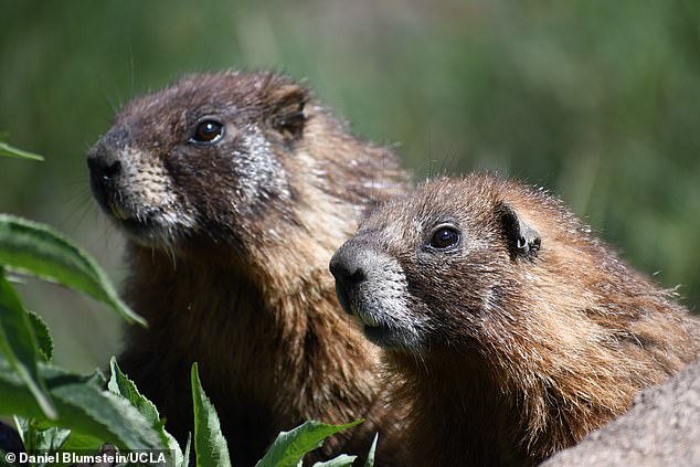 Muestras de sangre tomadas de marmotas de vientre amarillo en Colorado encontraron que los animales prácticamente detienen el proceso de envejecimiento mientras hibernan, y se cree que es el secreto de su larga vida.