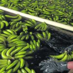Productores de banano protestan por caída de ventas y precios altos | Economía