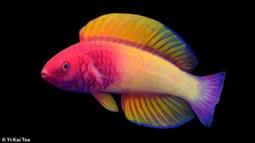 Se ha descubierto un nuevo e impresionante pez con los colores del arcoíris que vive en la 'zona crepuscular' frente a la costa de las Maldivas.  El pez hada con velo de rosa (en la foto) es nuevo para la ciencia