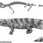 Una criatura extinta parecida a un cocodrilo que medía 19 pies de largo y vagaba por China hace 3.000 años puede haber sido decapitada ritualmente, según creen los investigadores.