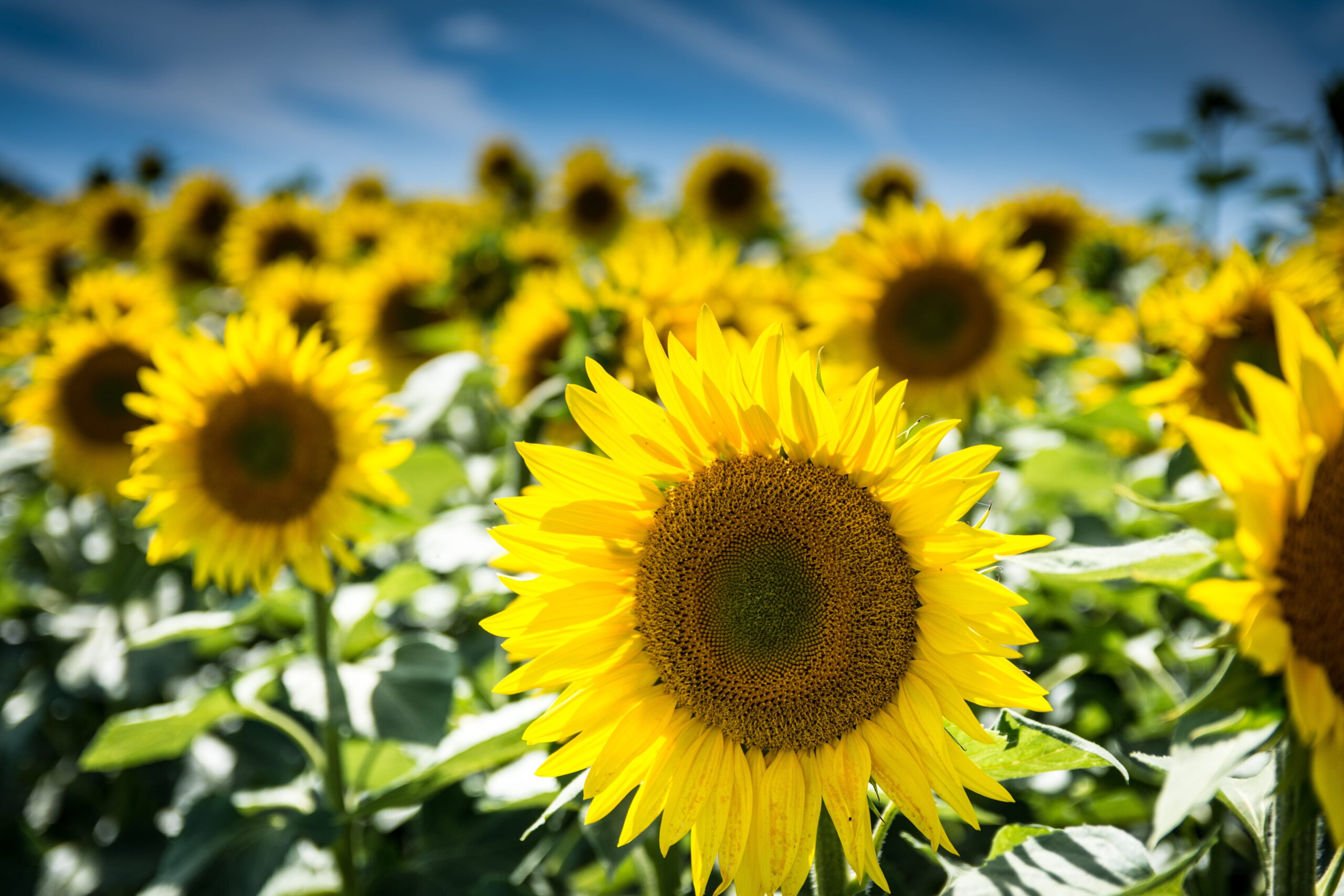 Girasoles, Limpiadores De Desastres Nucleares | Noticias De Buenaventura,  Colombia Y El Mundo