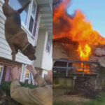 Perro salta de la ventana para escapar del incendio de una casa en Pensilvania | Noticias de Buenaventura, Colombia y el Mundo