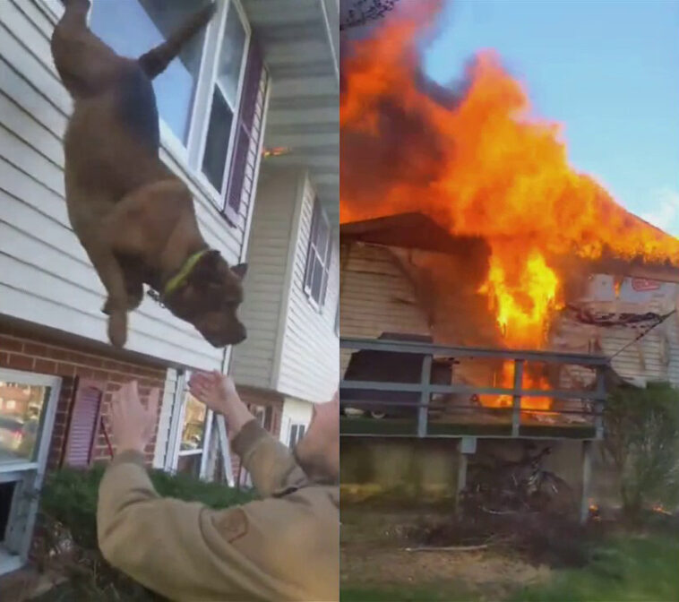Perro salta de la ventana para escapar del incendio de una casa en Pensilvania | Noticias de Buenaventura, Colombia y el Mundo