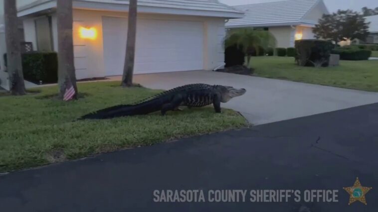 Enorme caimán fue visto caminando pesadamente por un vecindario de Florida, muestra un video | Noticias de Buenaventura, Colombia y el Mundo