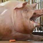 Los investigadores decodifican el bienestar de los cerdos a través de gruñidos y gruñidos | Noticias de Buenaventura, Colombia y el Mundo
