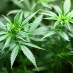 Los consumidores de cannabis requieren más sedación para la endoscopia | Noticias de Buenaventura, Colombia y el Mundo