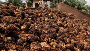 Los agricultores de Indonesia protestan contra el aumento del costo de la prohibición de exportación de aceite de palma | Noticias de Buenaventura, Colombia y el Mundo
