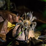 Los científicos descubren una red sombría de ventas de arañas en línea | Noticias de Buenaventura, Colombia y el Mundo