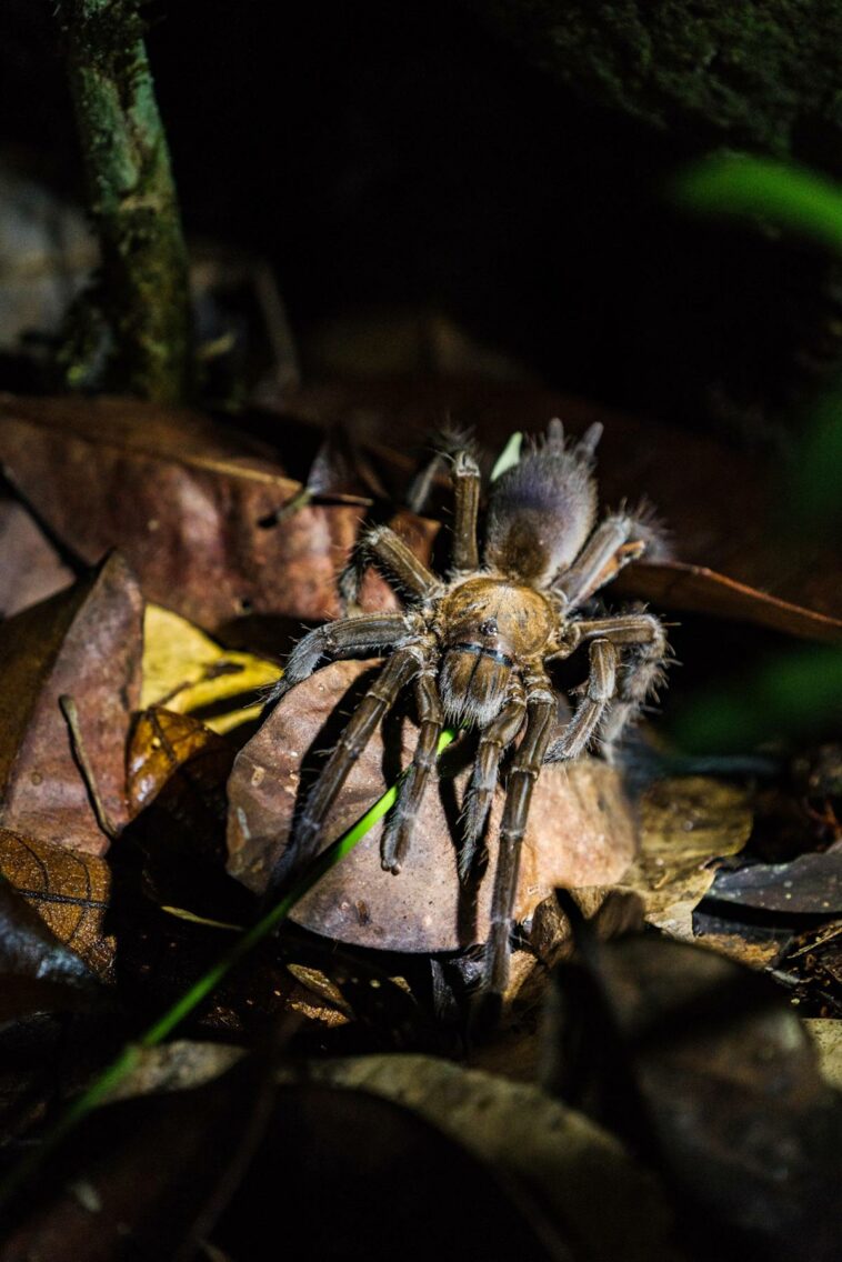 Los científicos descubren una red sombría de ventas de arañas en línea | Noticias de Buenaventura, Colombia y el Mundo