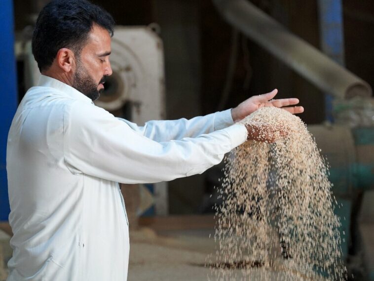 La preciada cosecha de arroz de Irak amenazada por la sequía | Noticias de Buenaventura, Colombia y el Mundo