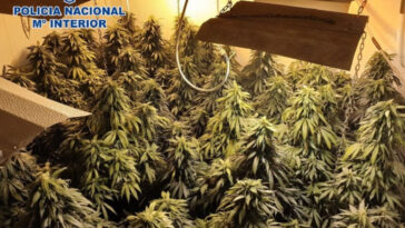 Más de 2.600 plantas de marihuana escondidas en una casa de Almería | Noticias de Buenaventura, Colombia y el Mundo