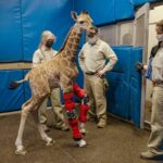 Preparándose para su futuro: bebé jirafa equipada con ortesis | Noticias de Buenaventura, Colombia y el Mundo