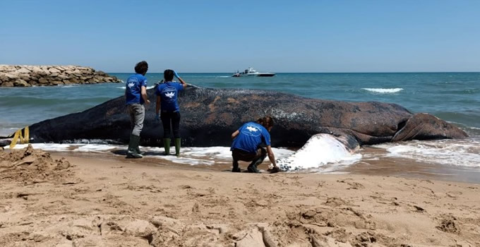 Ballena jorobada rescatada de una red ilegal en Mallorca muere en una playa valenciana | Noticias de Buenaventura, Colombia y el Mundo
