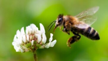 ¿Las abejas realmente mueren si te pican? | Noticias de Buenaventura, Colombia y el Mundo
