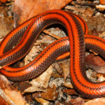 Sorprendente nueva especie de serpiente descubierta en Paraguay | Noticias de Buenaventura, Colombia y el Mundo