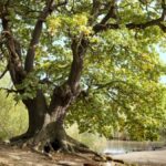 Nuevo mapa de árboles milenarios una oportunidad para la conservación | Noticias de Buenaventura, Colombia y el Mundo