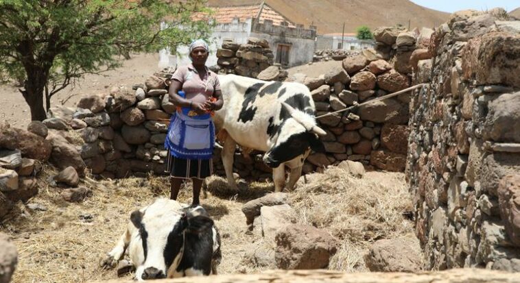 Cabo Verde: Inseguridad alimentaria 'sin precedentes' desencadena emergencia social y económica | Noticias de Buenaventura, Colombia y el Mundo