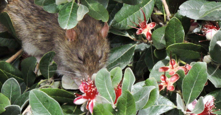 ¿Recuerdas Pizza Rat? Conoce a la rata polinizadora. | Noticias de Buenaventura, Colombia y el Mundo