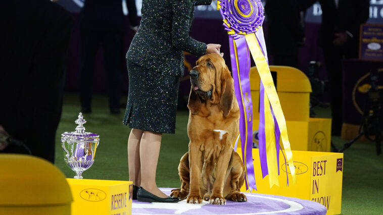 Bloodhound llamado Trumpet gana el primer premio en Westminster Kennel Club Dog Show | Noticias de Buenaventura, Colombia y el Mundo