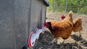 Cómo el pollo que come aumentó de tamaño un 400 % en 50 años | Finanzas | Economía