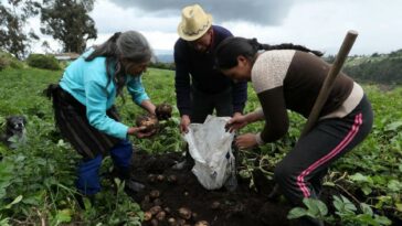 El 11,1% de los campesinos en Colombia están desempleados | Empleo | Economía