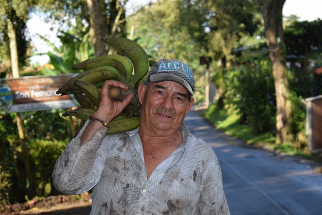 Gobernación avanza con el desarrollo agroindustrial del plátano de la cordillera – Quindío Noticias