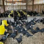 Los pollos alimentados con marihuana alcanzan precios más altos, pero no por las razones que crees | Noticias de Buenaventura, Colombia y el Mundo
