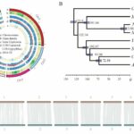 Análisis comparativos de los genomas de loto americano y asiático. | Noticias de Buenaventura, Colombia y el Mundo