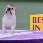 Morgan Fox de los Chargers, un orgulloso propietario del perro No. 2 en el espectáculo del Westminster Kennel Club | Noticias de Buenaventura, Colombia y el Mundo