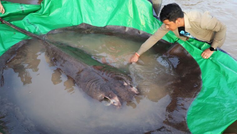 Camboyano captura el pez de agua dulce más grande registrado en el mundo | Noticias de Buenaventura, Colombia y el Mundo