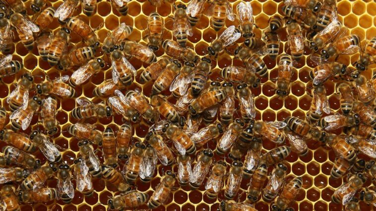 Virus que paraliza las abejas detectado en un estado | Noticias de Buenaventura, Colombia y el Mundo