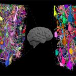 Silencio para pensar: Redes especiales de interneuronas en el cerebro humano | Noticias de Buenaventura, Colombia y el Mundo