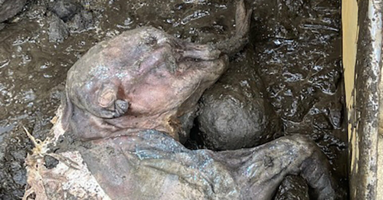 Buscando oro, los mineros descubren un bebé mamut congelado | Noticias de Buenaventura, Colombia y el Mundo