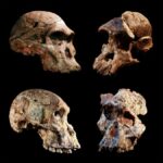 Fósiles sudafricanos pueden reescribir la historia de la evolución humana | Noticias de Buenaventura, Colombia y el Mundo