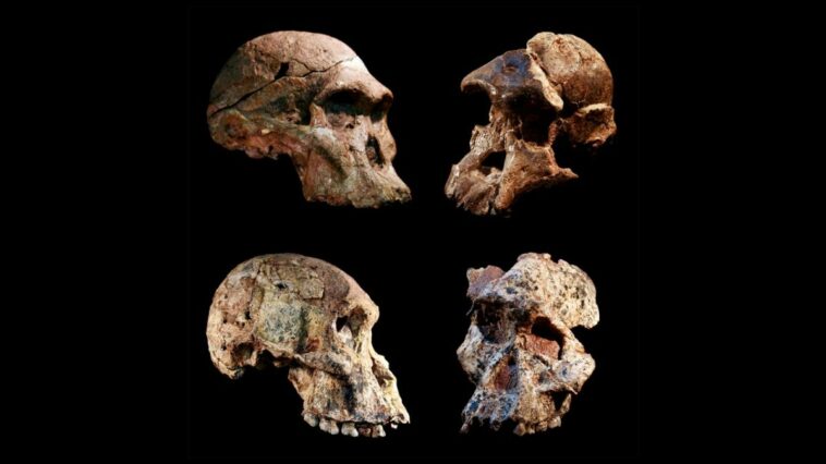 Fósiles sudafricanos pueden reescribir la historia de la evolución humana | Noticias de Buenaventura, Colombia y el Mundo