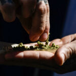 El cannabis de alta potencia se relaciona con un mayor riesgo de psicosis y adicción, sugiere un estudio | Noticias de Buenaventura, Colombia y el Mundo