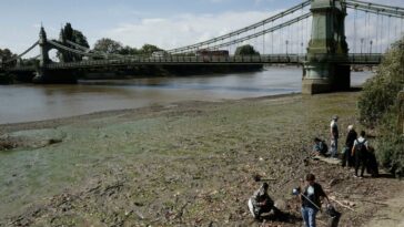 Una enorme masa de toallitas húmedas usadas ha formado una 'isla' que ha cambiado el curso del segundo río más largo de Inglaterra, dice MP | Noticias de Buenaventura, Colombia y el Mundo