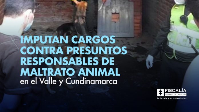 Imputan cargos contra presuntos responsables de maltrato animal en el Valle y Cundinamarca