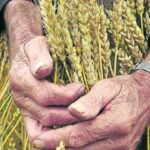 Producción de trigo en el país aumentaría un 50% para 2030 | Finanzas | Economía