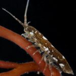 Los crustáceos ayudan a fertilizar las algas marinas, según un estudio | Noticias de Buenaventura, Colombia y el Mundo
