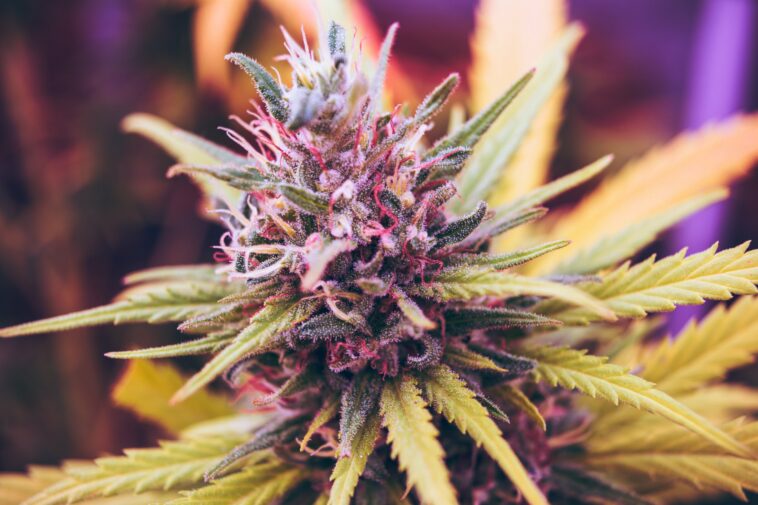 Cannabis de alta potencia relacionado con la adicción y los problemas de salud mental | Noticias de Buenaventura, Colombia y el Mundo