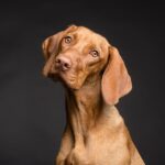 Un estudio encuentra nuevos vínculos entre el olfato y la visión de los perros | Noticias de Buenaventura, Colombia y el Mundo