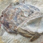 'Nunca había visto nada igual': Fósiles de peces jurásicos impecablemente conservados encontrados en una granja del Reino Unido | Noticias de Buenaventura, Colombia y el Mundo