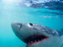 Los tiburones blancos juveniles del sur de California están 'pasando el rato' cerca de las playas pero no se preocupan por los humanos: estudio | Noticias de Buenaventura, Colombia y el Mundo