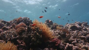 ONU insta a tomar medidas ambiciosas para proteger los océanos | Noticias de Buenaventura, Colombia y el Mundo