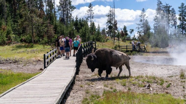 Tres personas fueron corneadas por un bisonte en un mes en el Parque Nacional de Yellowstone. ¿Por qué ocurren estos ataques? | Noticias de Buenaventura, Colombia y el Mundo