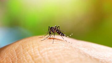 Dengue: Hay 40.114 casos de la enfermedad en Colombia | Finanzas | Economía